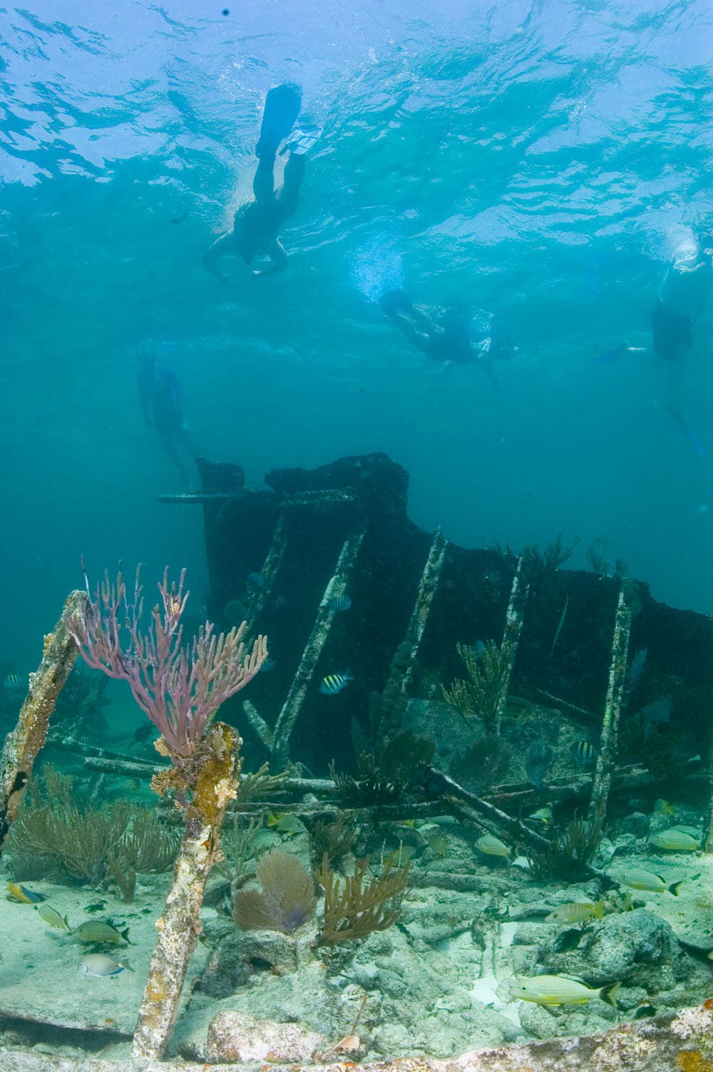 Snorkeling above Mandalay shipwreck on the Maritime Heritage Trail in Biscayne National Park - Image credit: NPS / Brett Seymour, Submerged Resources Center