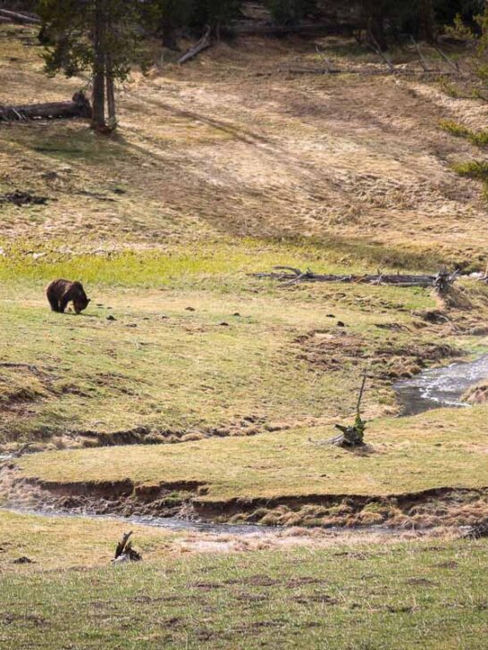A grizzly bear forages along a stream in Yellowstone National Park