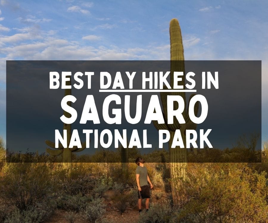 Best Day Hikes in Saguaro National Park, Arizona