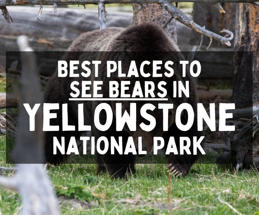 Best Places to See Bears in Yellowstone National Park