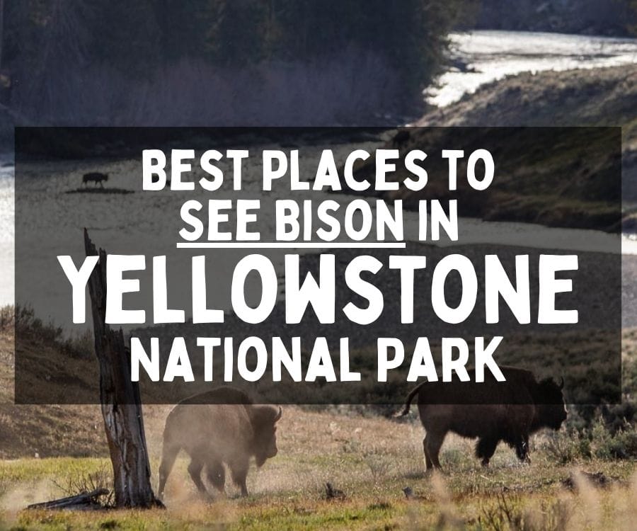 Best Places to See Bison in Yellowstone National Park