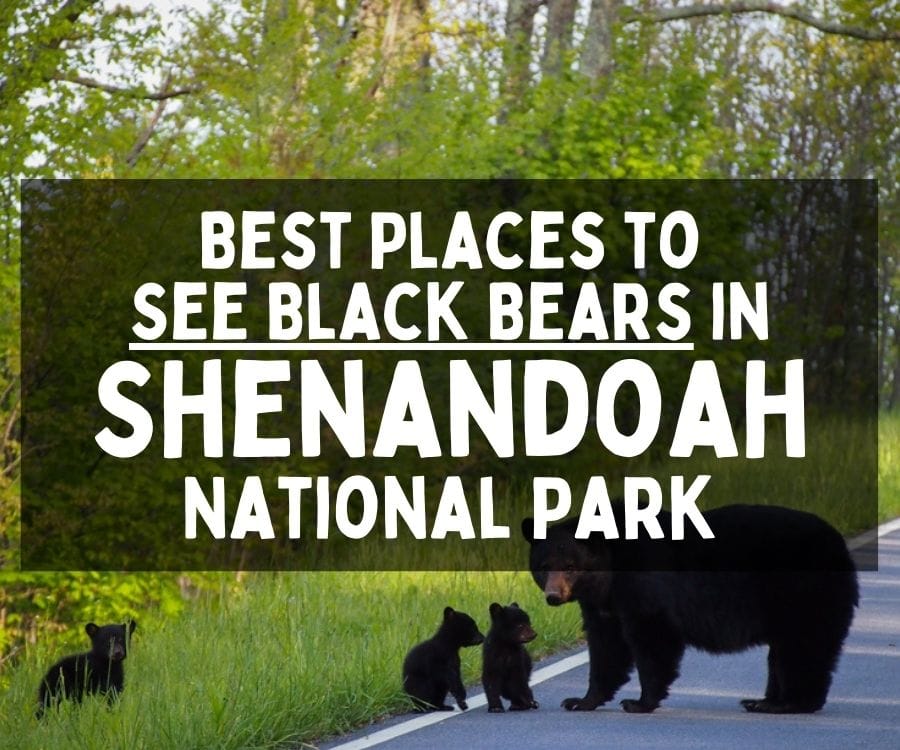 Best Places to See Black Bears in Shenandoah National Park, Virginia