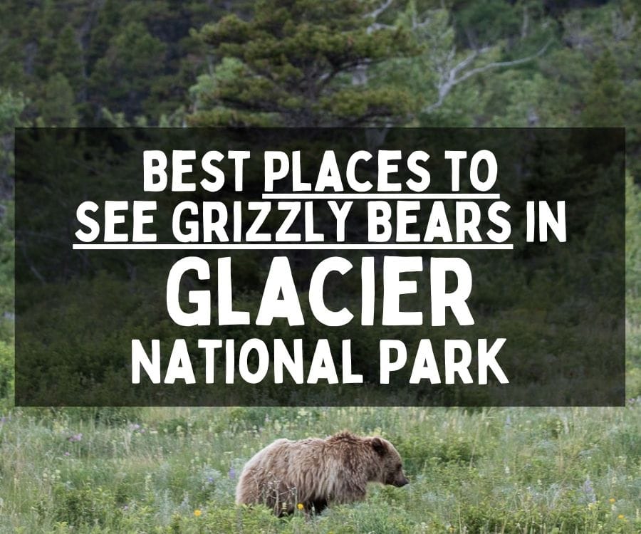 Best Places to See Grizzly Bears in Glacier National Park, Montana