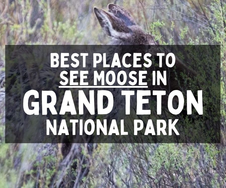 Best Places to See Moose in Grand Teton National Park, Wyoming