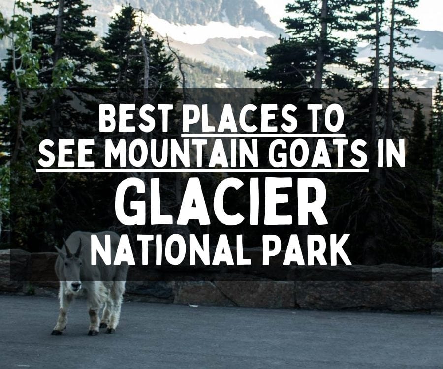 Best Places to See Mountain Goats in Glacier National Park, Montana