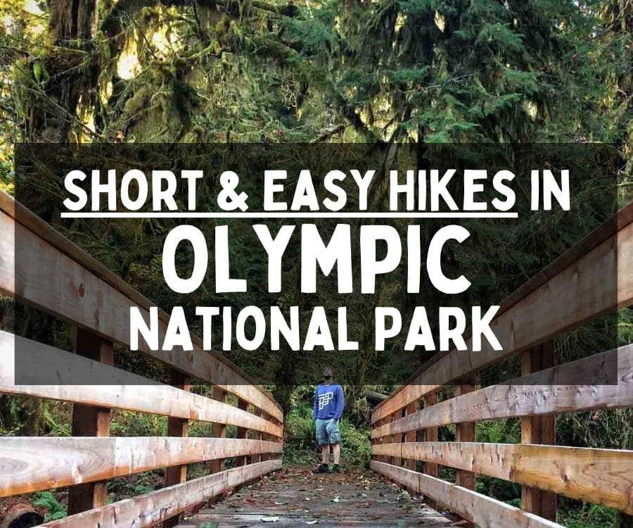 Best Short and Easy Hikes in Olympic National Park, Washington