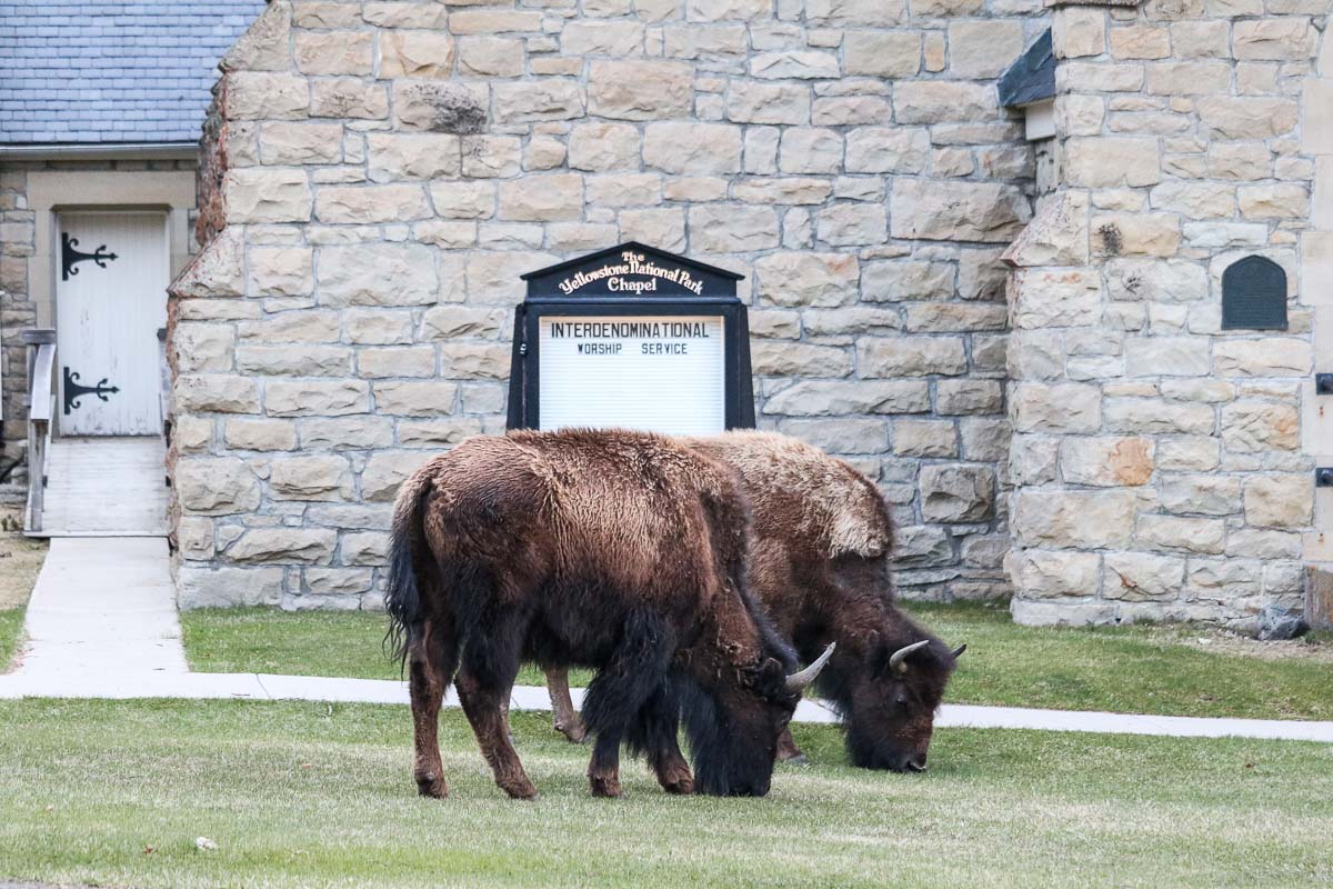 Bison grazing at the Mammoth Hot Springs chapel in Yellowstone National Park