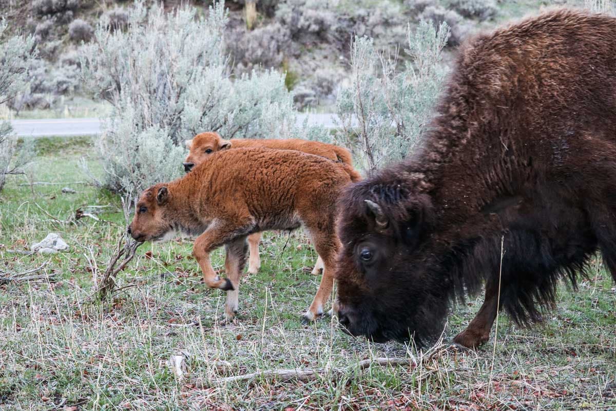 Bison with young calves at Mammoth Hot Springs, Yellowstone National Park