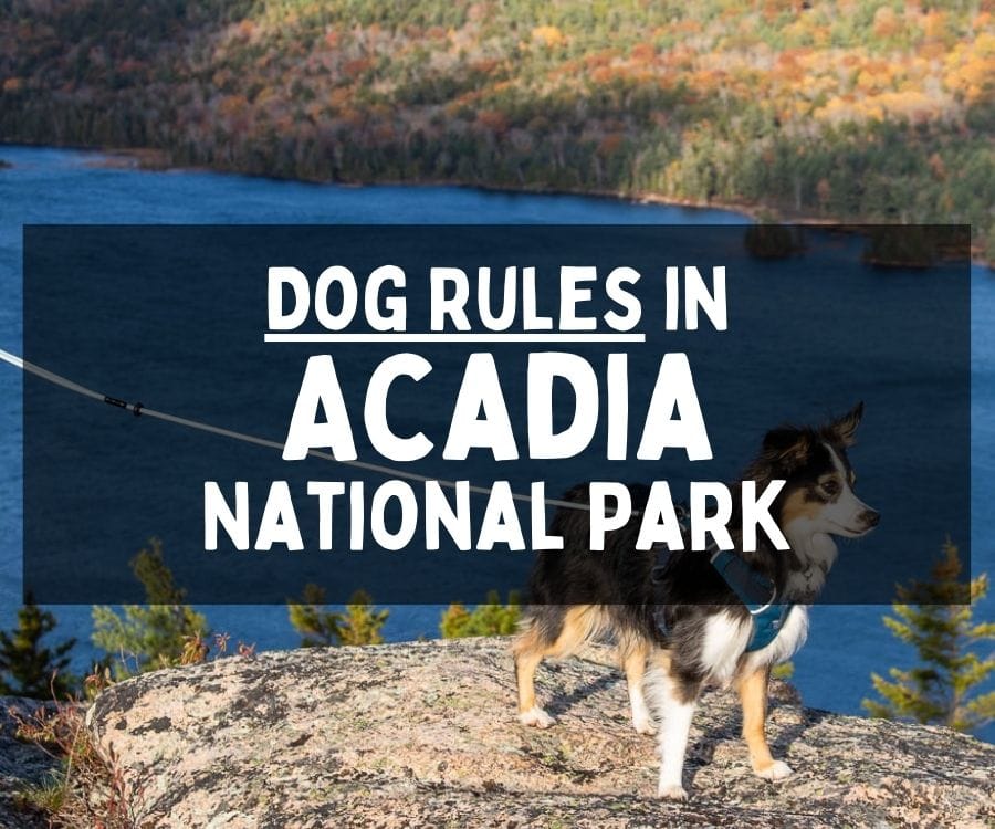 Dog Rules in Acadia National Park, Maine