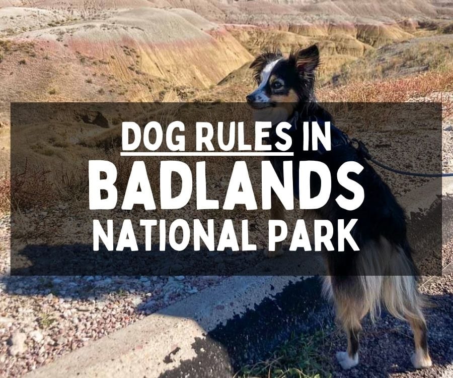 Dog Rules in Badlands National Park, South Dakota