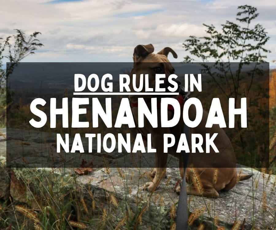 Dog Rules in Shenandoah National Park, Virginia