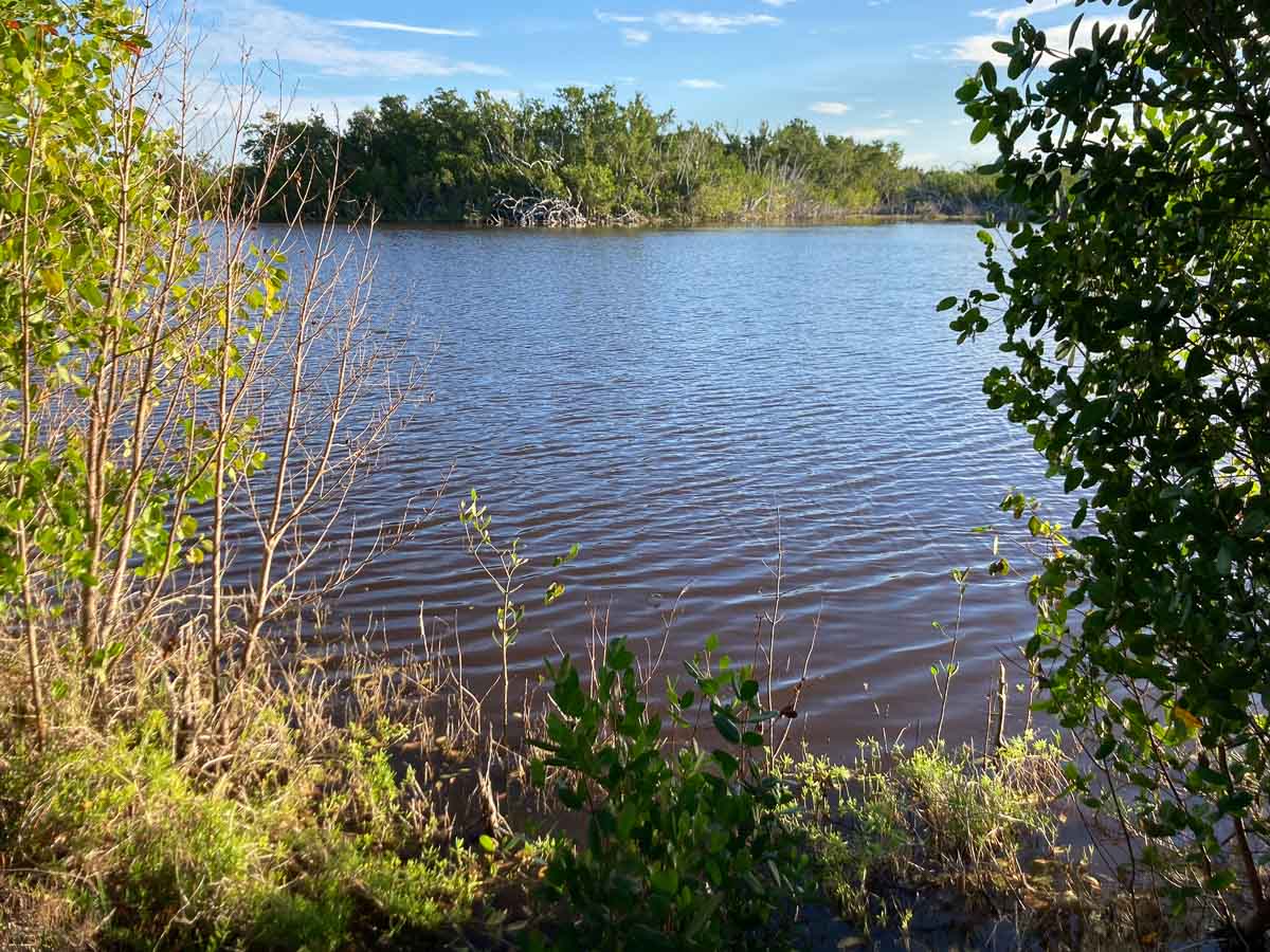 Eco Pond seen through vegetation, Everglades National Park, Florida