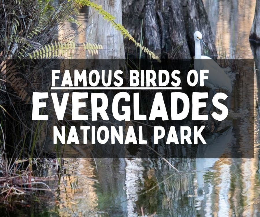 Famous Birds of the Everglades, Florida