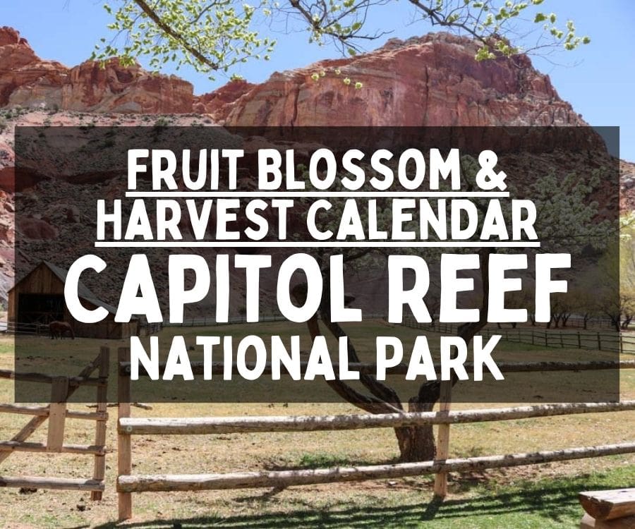 Fruit Blossom and Harvest Calendar, Capitol Reef National Park, Utah