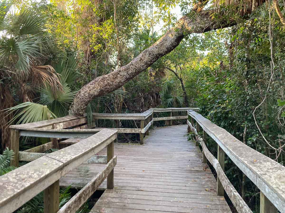 Mahogany Hammock boardwalk, Everglades National Park, Florida