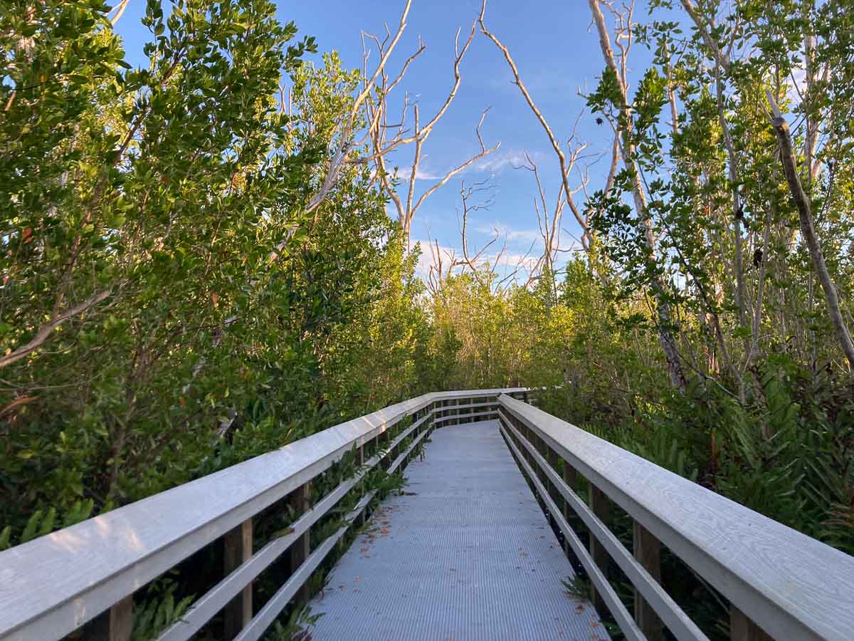 Mangroves along West Lake Trail, a highlight along the Main Park Road in Everglades National Park