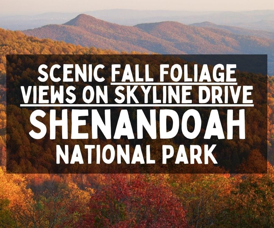 Scenic Fall Foliage Views on Skyline Drive, Shenandoah National Park