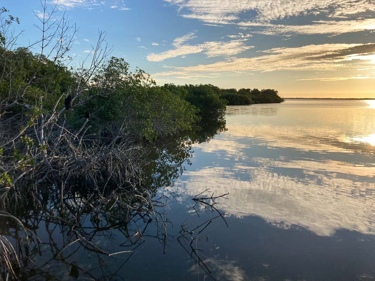 West Lake Trail mangrove shoreline in Everglades National Park