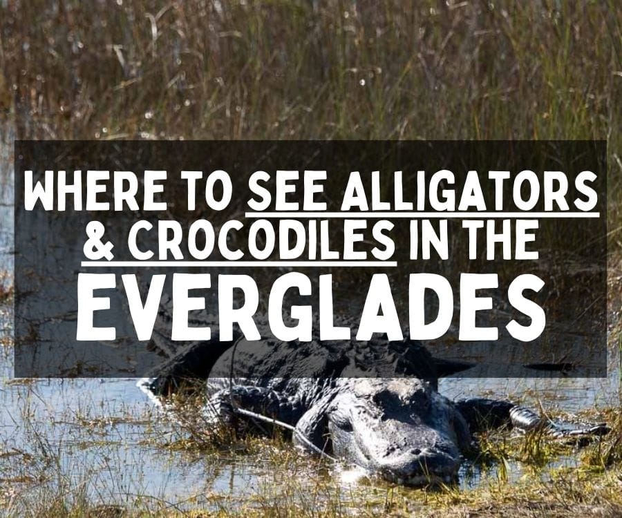 Where to See Alligators and Crocodiles in the Everglades, Florida
