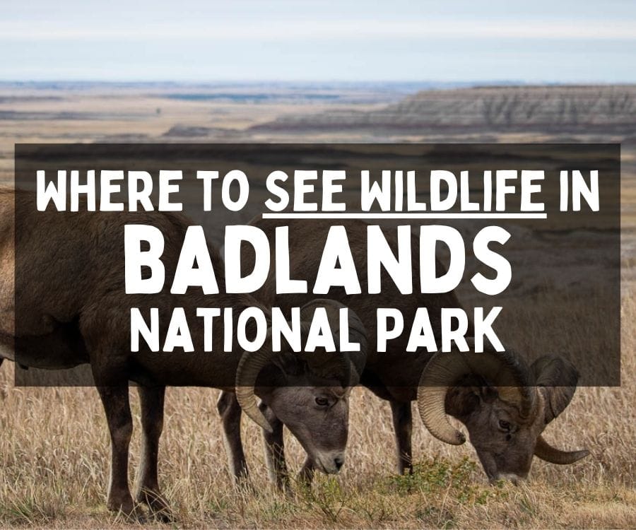 Where to See Wildlife in Badlands National Park, South Dakota