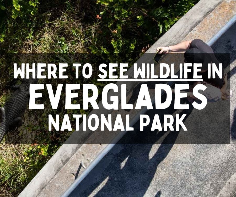 Where to See Wildlife in Everglades National Park, Florida