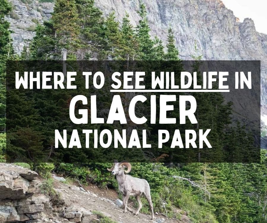 Where to See Wildlife in Glacier National Park, Montana