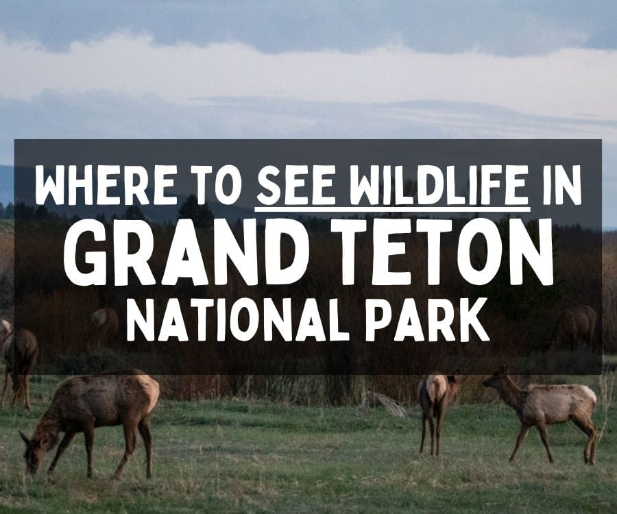 Where to See Wildlife in Grand Teton National Park, Wyoming