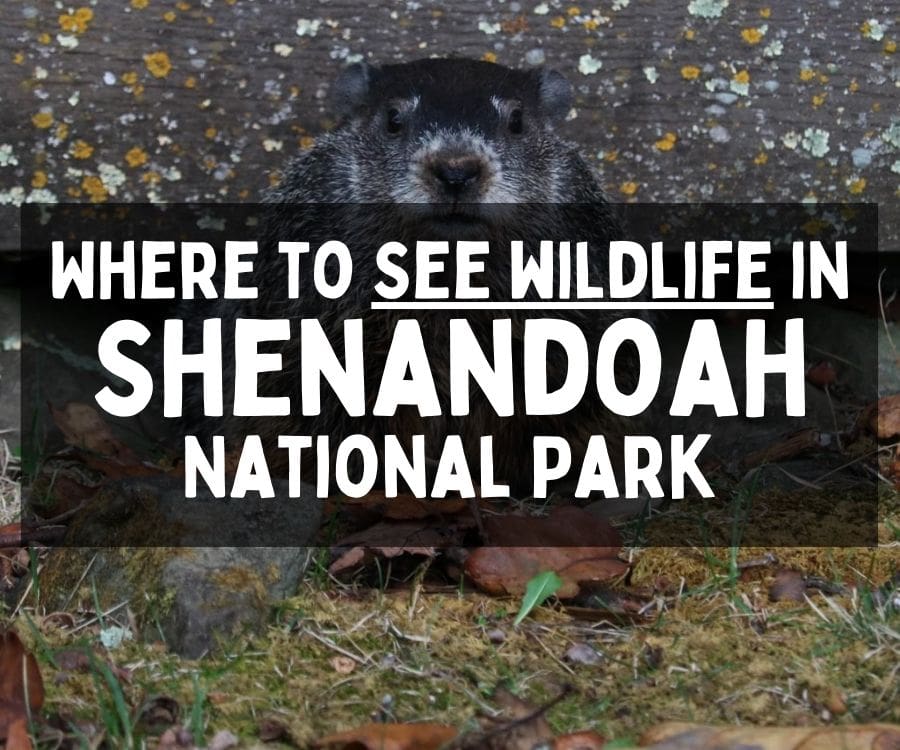 Where to See Wildlife in Shenandoah National Park, Virginia