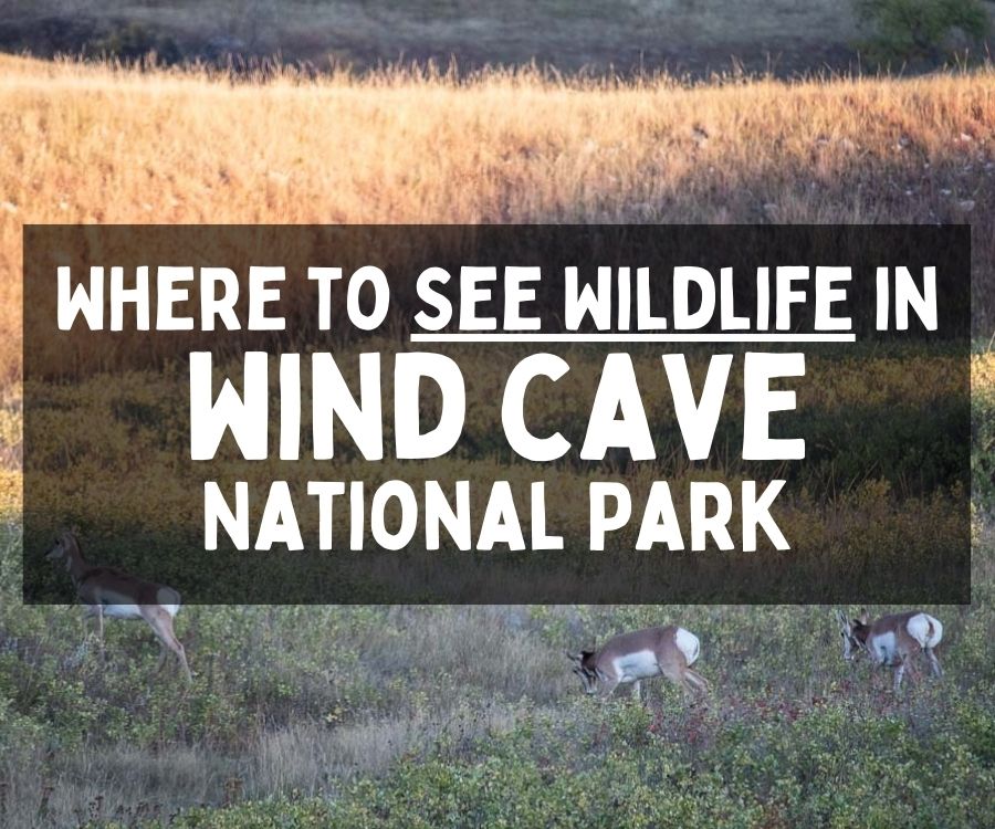 Where to See Wildlife in Wind Cave National Park, South Dakota
