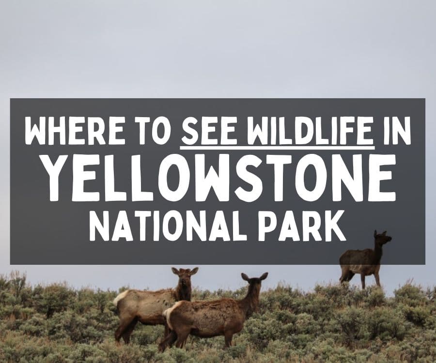 Where to See Wildlife in Yellowstone National Park