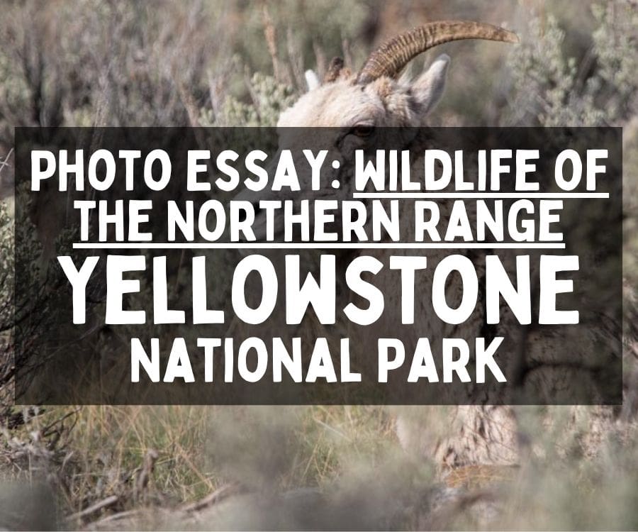Wildlife of the Northern Range Photo Essay, Yellowstone National Park