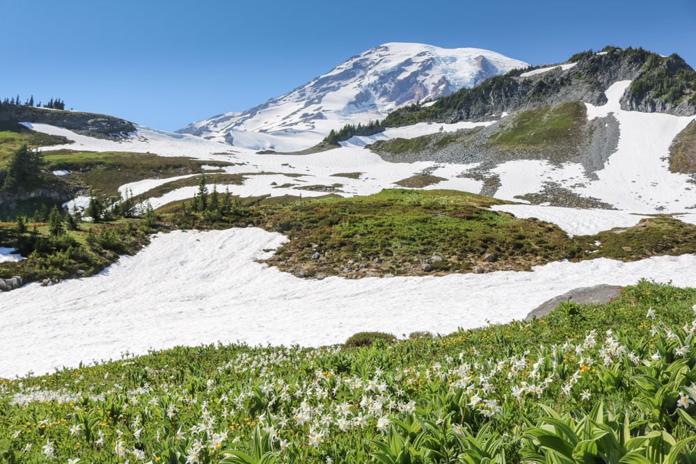Avalanche lilies at Paradise in Mount Rainier National Park