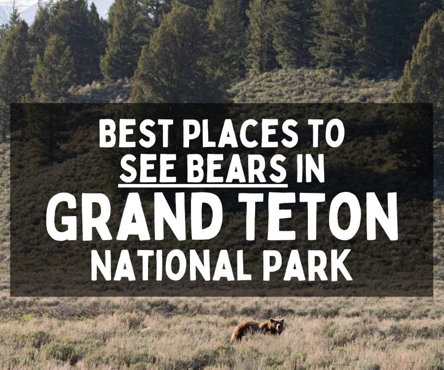 Best Places to See Black and Grizzly Bears in Grand Teton National Park, Wyoming