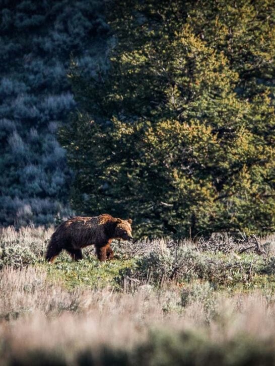 Grizzly bear in sagebrush in Grand Teton National Park
