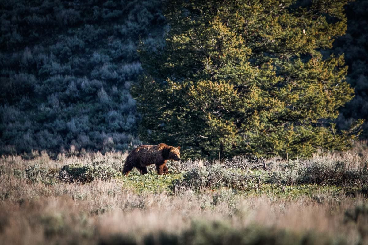 Grizzly bear in sagebrush in Grand Teton National Park