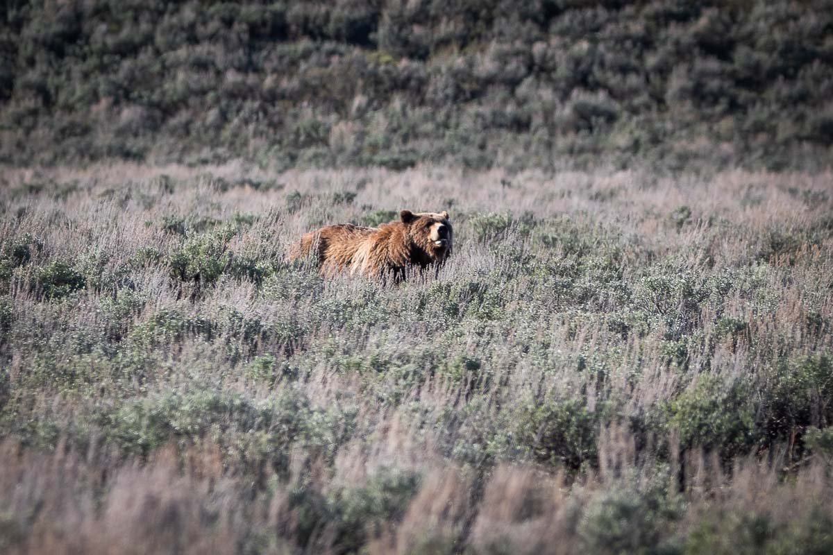 Grizzly bear near Mount Moran Turnout, Teton Park Road, Grand Teton National Park