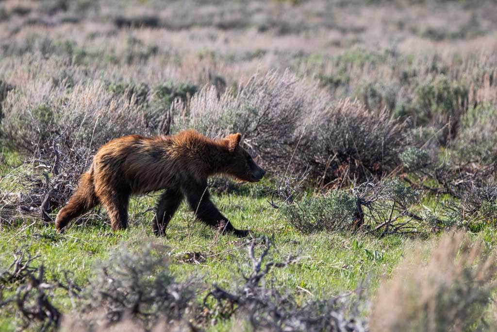 Grizzly bear cub in Grand Teton National Park