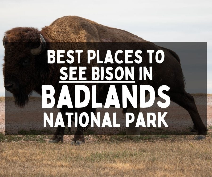 Best Places to See Bison in Badlands National Park
