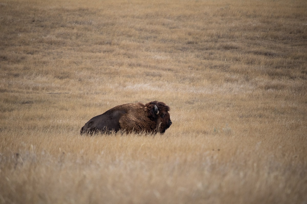 Bison in the prairie along the Sage Creek Rim Road, Badlands National Park
