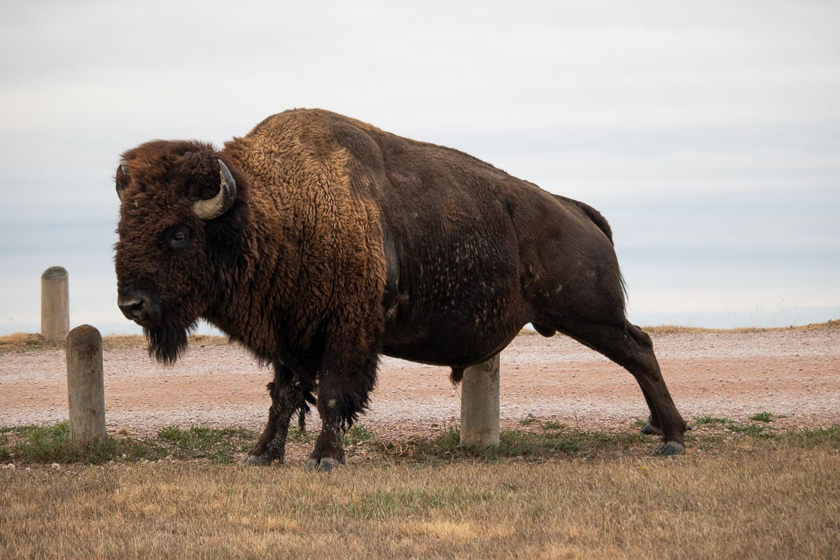 Bison (American Buffalo)  Black Hills & Badlands - South Dakota