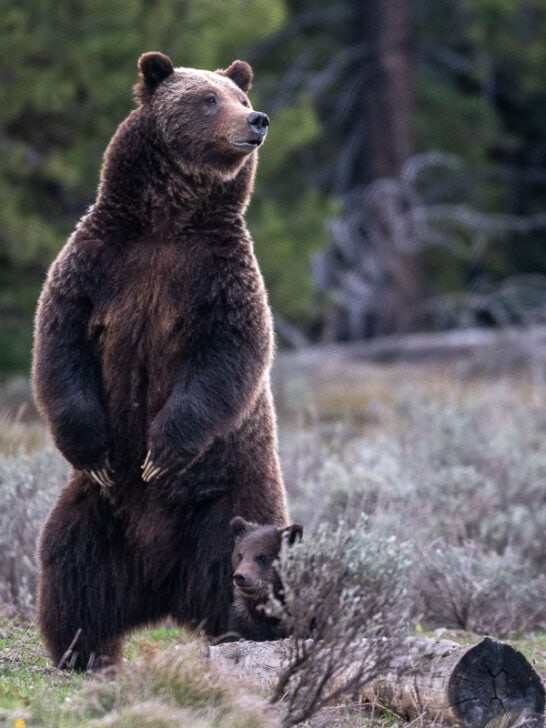Grizzly bear 399 with her cub of the year in 2023 - Image credit NPS C. Adams