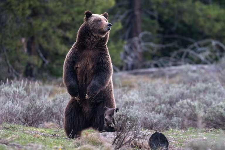 Grizzly bear 399 with her cub of the year in 2023 - Image credit NPS C. Adams