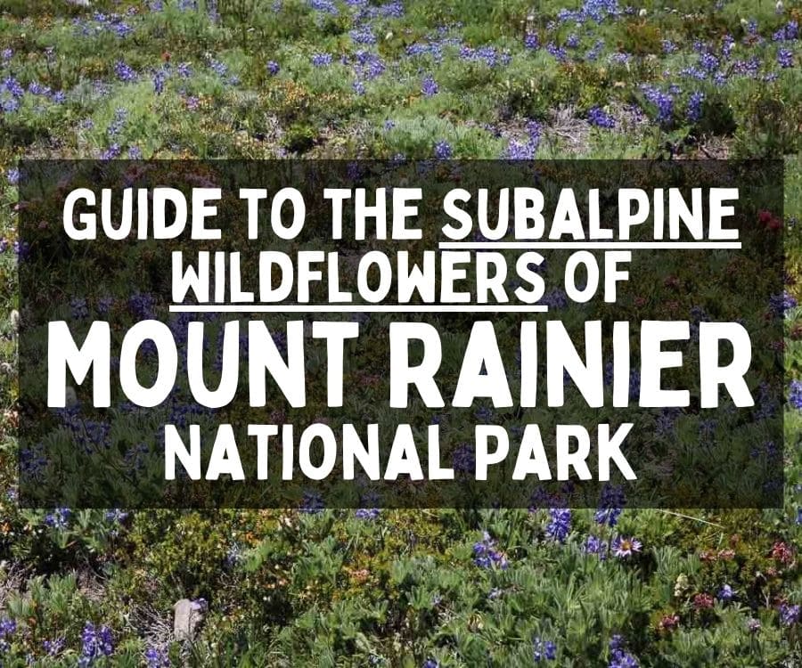 Guide to the Subalpine Wildflowers of Mount Rainier National Park