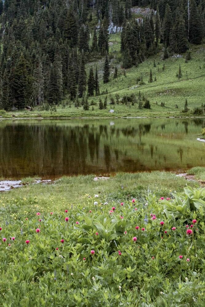 Magenta Paintbrush flowers at Tipsoo Lake, Mount Rainier National Park