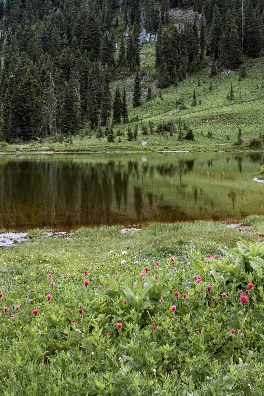 Magenta Paintbrush flowers at Tipsoo Lake, Mount Rainier National Park