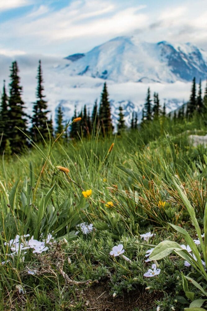 Spreading phlox wildflowers at Sunrise in Mount Rainier National Park