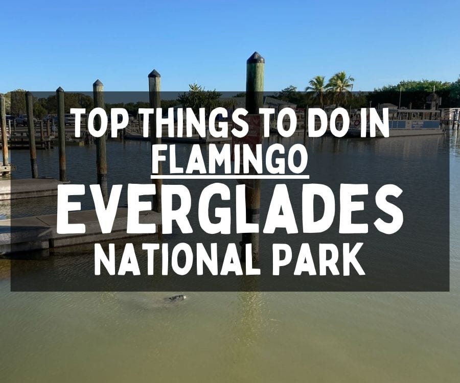 Top Things to Do in Flamingo, Everglades National Park