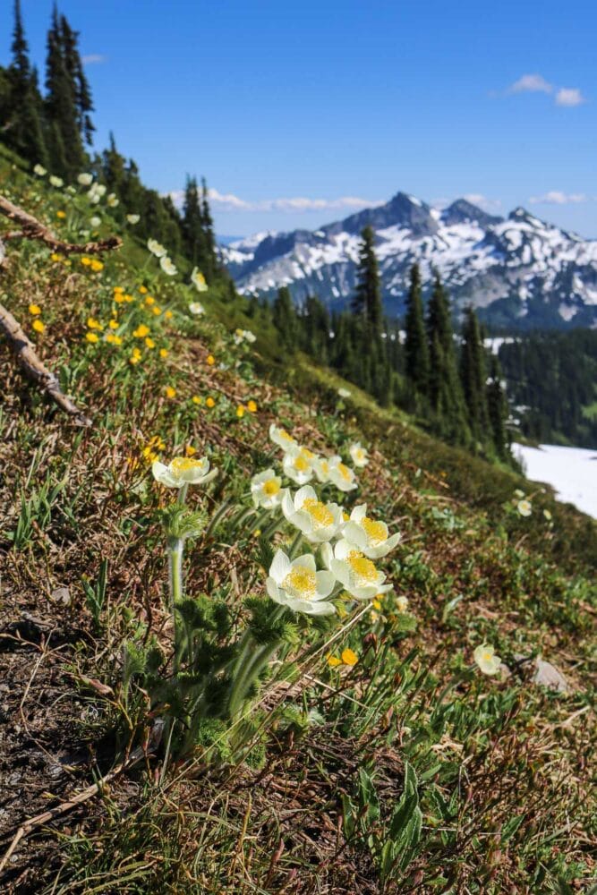 Western Anemone wildflowers in Mt Rainier National Park