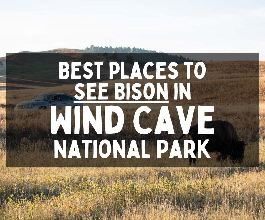 Best Places to See Bison in Wind Cave National Park