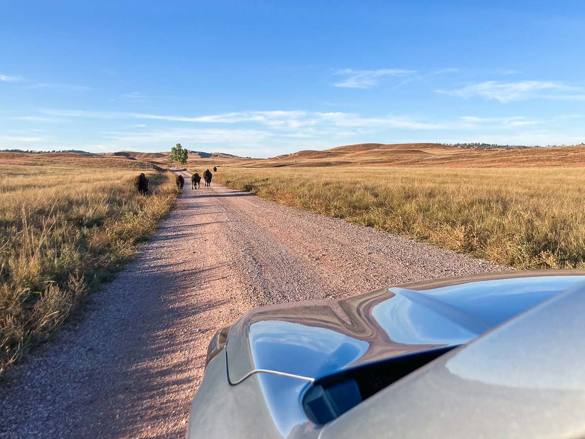 Bison crossing the road in Red Valley of Wind Cave National Park